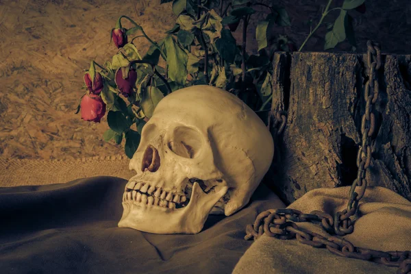 Naturaleza muerta con un cráneo humano con una rosa roja . —  Fotos de Stock