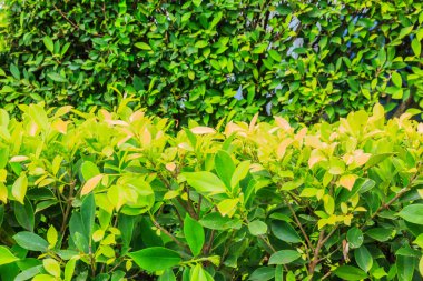 Bahçede taze yeşil yapraklar 