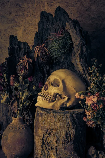 Still life with a human skull with desert plants, cactus, roses — Stock Photo, Image