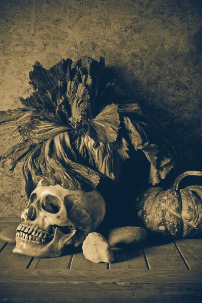 Still Life Skull and pumpkin on the timber. — Stock Photo, Image