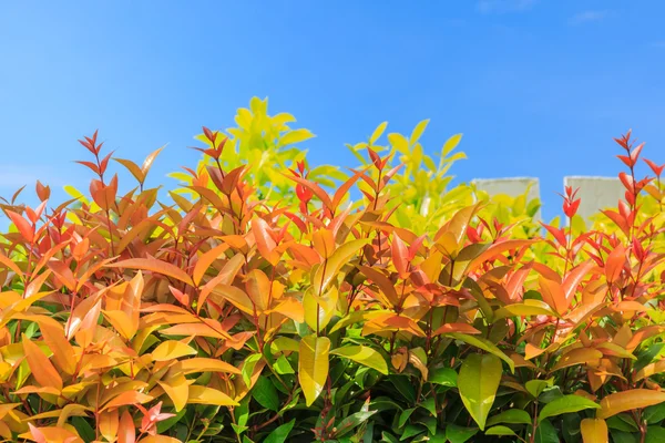 Verse groene bladeren in de tuin — Stockfoto