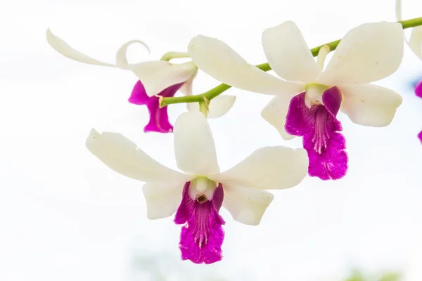 Beautiful bouquet of white and purple orchids — Stock Photo, Image