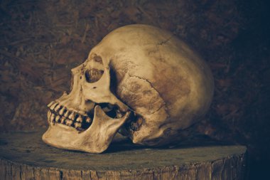 bir kafatası ile natürmort.