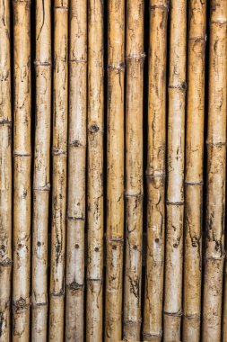 Bambu duvar doğa arka plan 