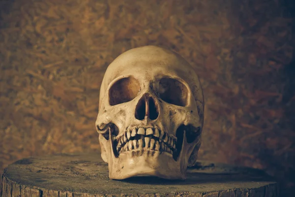 Still Life with a Skull. — Stock Photo, Image