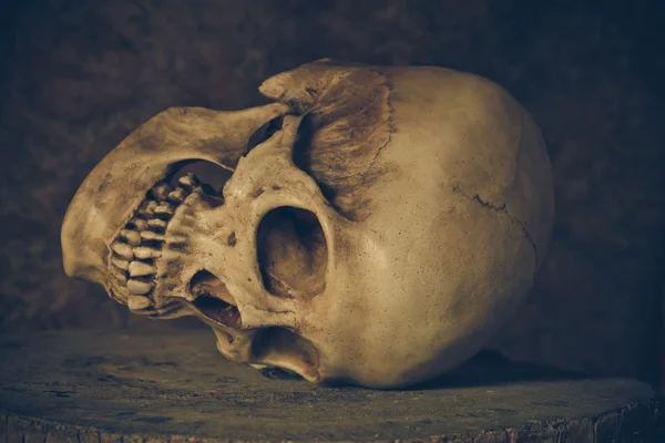 Still Life with a Skull. — Stock Photo, Image