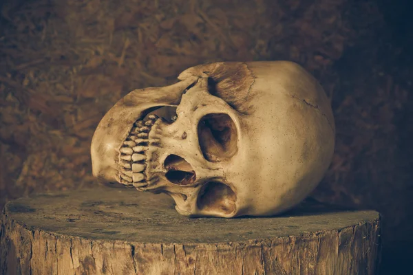 Still Life with a Skull. — Stock Photo, Image