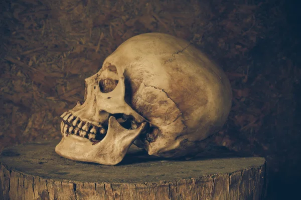 Still Life with a Skull. — Stock Photo, Image