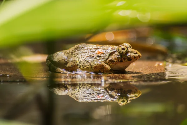 Тропические лягушки — стоковое фото