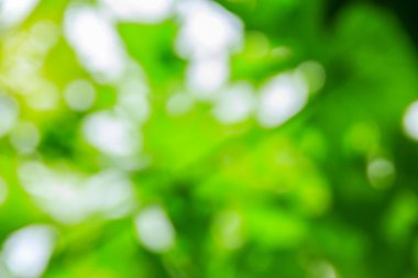 Soyut bokeh ve bulanık yeşil doğa arka plan 