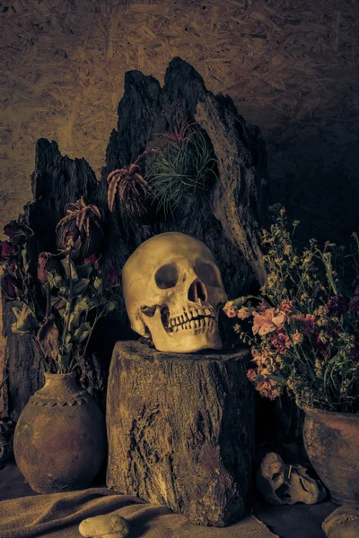 Ainda vida com um crânio humano com plantas do deserto, cacto, rosas — Fotografia de Stock