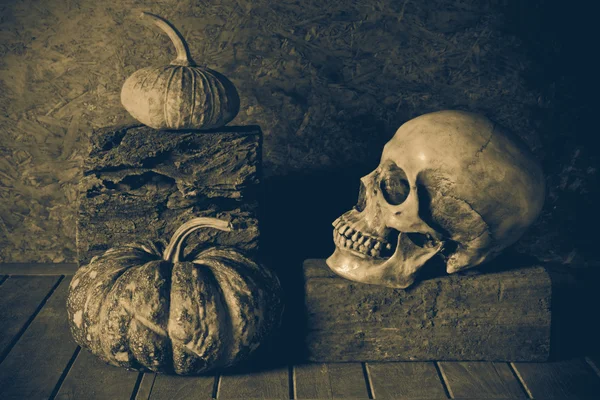 Still Life Skull and pumpkin on the timber. — Stock Photo, Image