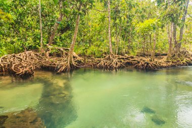 Krabi mangrov ormanları