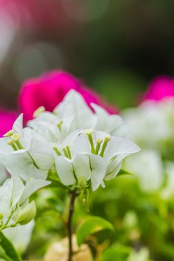 yakın çekim beyaz bougainvillea çiçek arka plan 