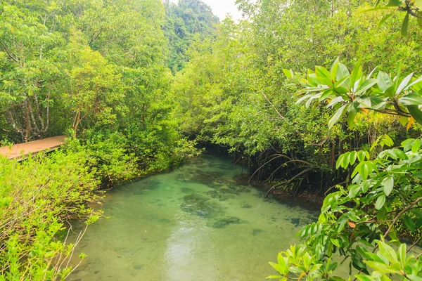 Foreste di mangrovie a Krabi — Foto Stock