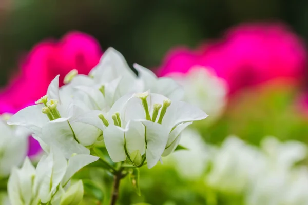 Close-up White bougainvillea flower background — Stock Photo, Image