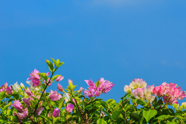 Pink and white blooming bougainvilleas against the blue sky In s