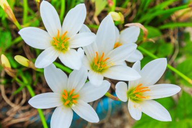 Zephyranthes çiçekler beyaz. Yağmur Lily 