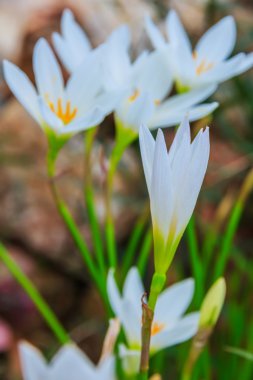 Zephyranthes çiçekler beyaz. Yağmur Lily 