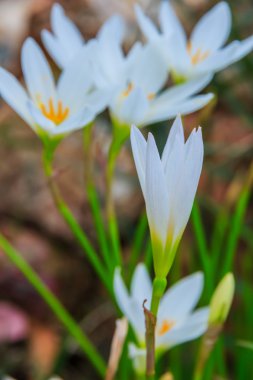 Zephyranthes çiçekler beyaz. Yağmur Lily 