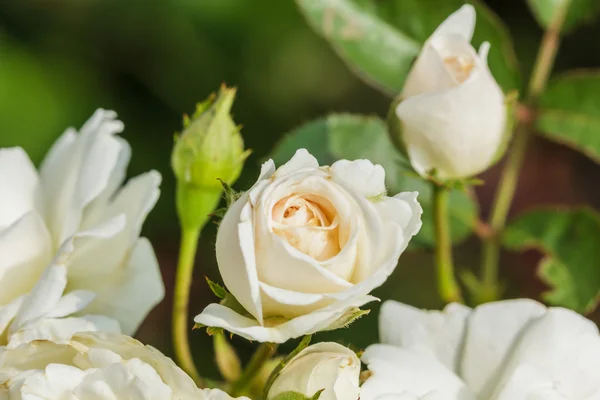 WHITE ROSES BACKGROUND — Stock Photo, Image