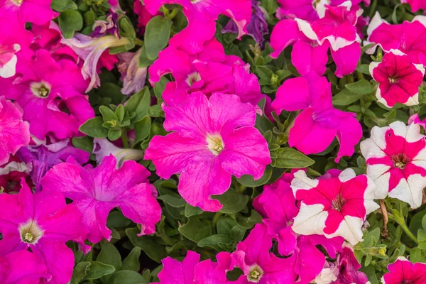 Cama de flores bonita com petúnia rosa brilhante Fotografia De Stock