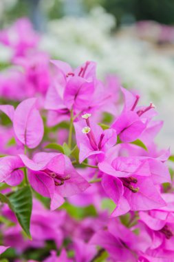 Begonvil güzel mor çiçekler 