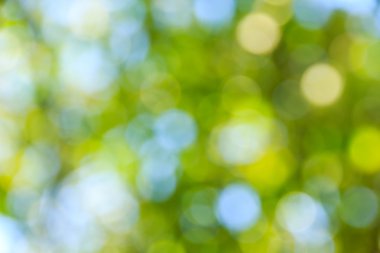 Güneşli gün doğal orman yeşil Bokeh