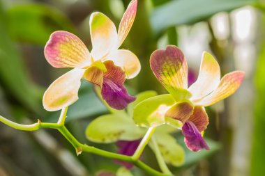 Sarı Salepgiller çiçek 