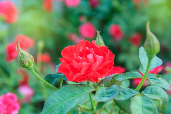 Red rose with stem in the garden