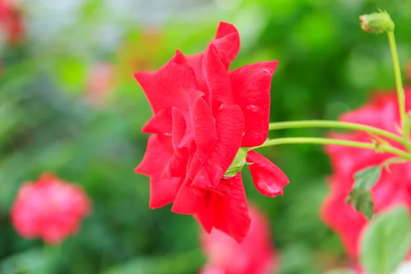 Rosa roja con tallo en el jardín — Foto de Stock