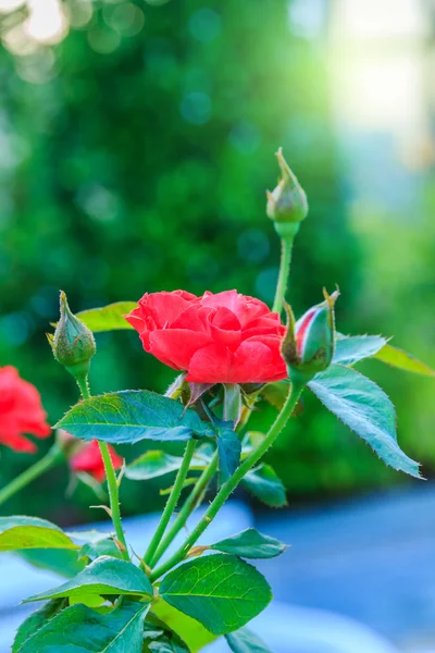 Red rose with stem in the garden — Stock Photo, Image