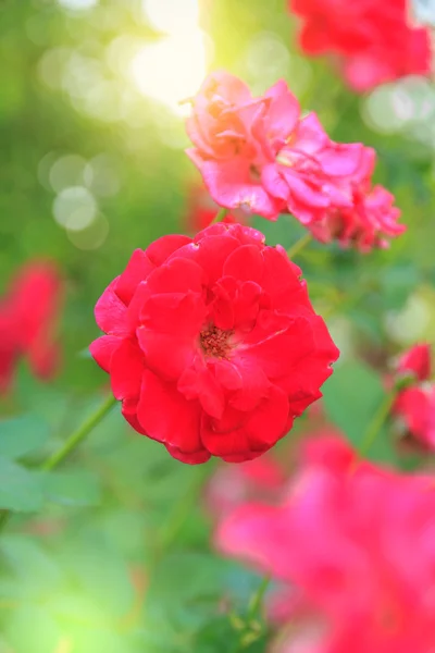 Red rose with stem in the garden