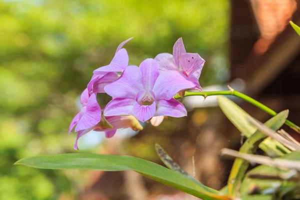 Orquídea roxa bonita — Fotografia de Stock