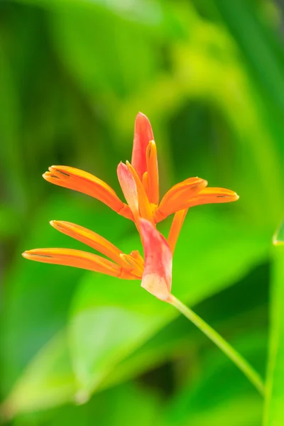 Flores amarelas e vermelhas Heliconia — Fotografia de Stock