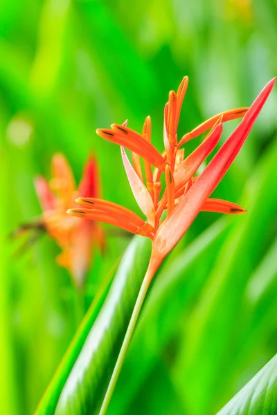 Κίτρινα και κόκκινα λουλούδια Heliconia — Φωτογραφία Αρχείου