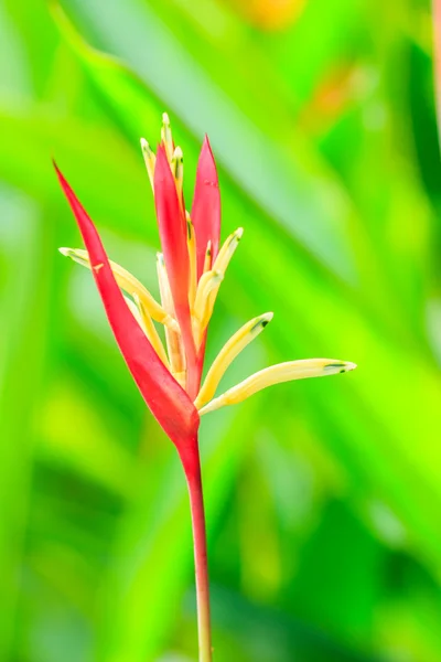 Κίτρινα και κόκκινα λουλούδια Heliconia — Φωτογραφία Αρχείου