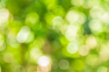 Soyut bokeh ve bulanık yeşil doğa arka plan 