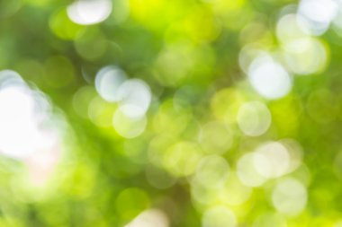 Soyut bokeh ve bulanık yeşil doğa arka plan 