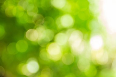 Soyut bokeh ve bulanık yeşil doğa arka plan 