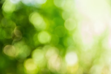 Soyut bokeh ve bulanık yeşil doğa arka plan 