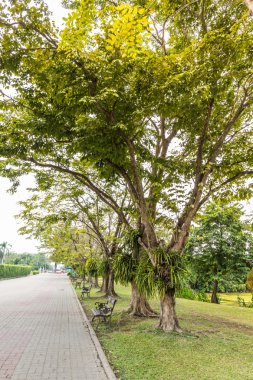 Çim ve ağaçların parkta yürüyüş yolları ile