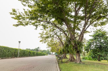 Çim ve ağaçların parkta yürüyüş yolları ile