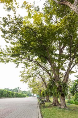 Çim ve ağaçların parkta yürüyüş yolları ile