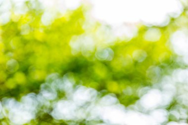 Soyut bokeh ve bulanık yeşil doğa arka plan
