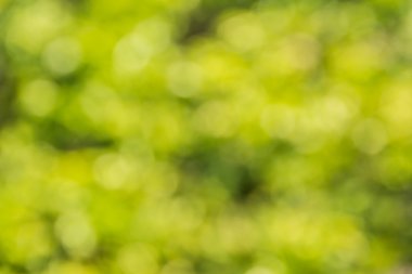 Soyut bokeh ve bulanık yeşil doğa arka plan