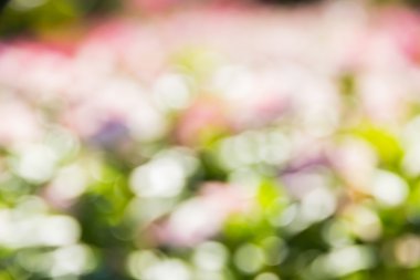 Soyut bokeh ve bulanık renkli doğa arka plan