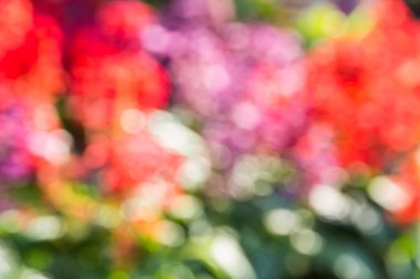 Soyut bokeh ve bulanık renkli doğa arka plan