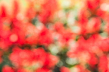 Soyut bokeh ve bulanık renkli doğa arka plan