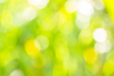 Soyut bokeh ve bulanık yeşil doğa arka plan 